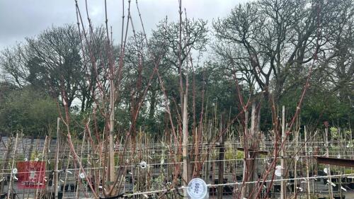 2 ACER RUBRUM 'SUN VALLEY'