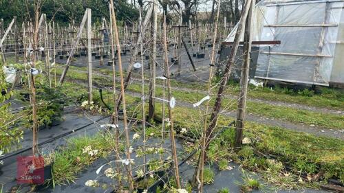 3 CRATAEGUS TREES