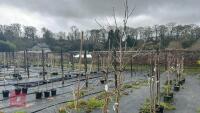 3 PLATANUS X HISPANICA 'SUTTNERI'
