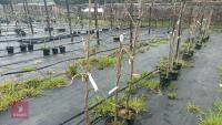 3 PLATANUS X HISPANICA 'SUTTNERI' - 2