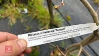 3 PLATANUS X HISPANICA 'SUTTNERI' - 4