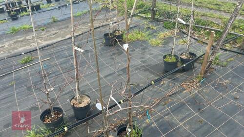 2 FAGUS SYLVATICA 'BLACK SWAN'