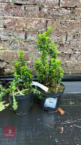 2 EUONYMUS 'GREEN ROCKET'