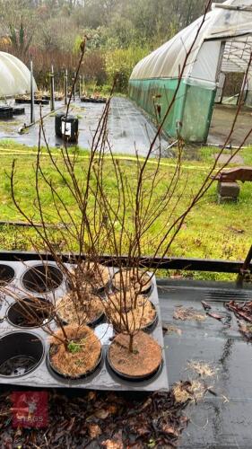 6 CLETHRA MIXED SHRUBS