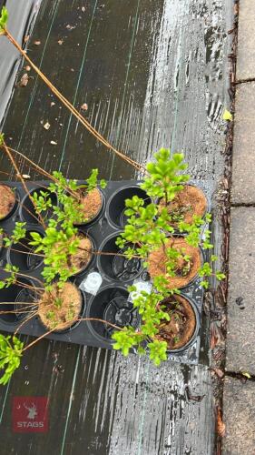 3 ENKIANTHUS CAMPANULATUS SHRUBS