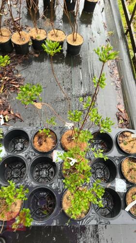 4 ENKIANTHUS CAMPANULATUS SHRUBS