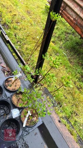 3 ENKIANTHUS CAMPANULATUS SHRUBS