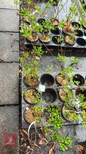 3 ENKIANTHUS CAMPANULATUS SHRUBS