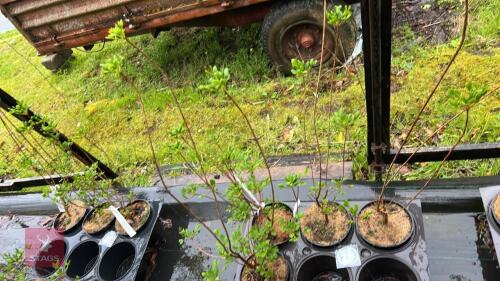 4 ENKIANTHUS CAMPANULATUS SHRUBS