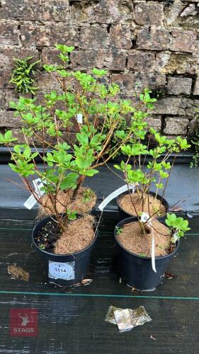 4 ENKIANTHUS CAMPANULATUS SHRUBS