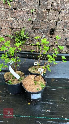 3 ENKIANTHUS CAMPANULATUS SHRUBS