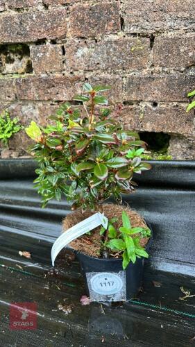 RHODODENDRAN DWARF 'PRINCESS ANNE'