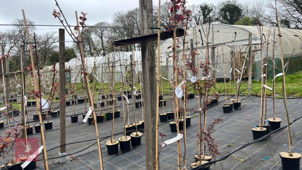 2 PRUNUS 'ROYAL BURGUNDY'