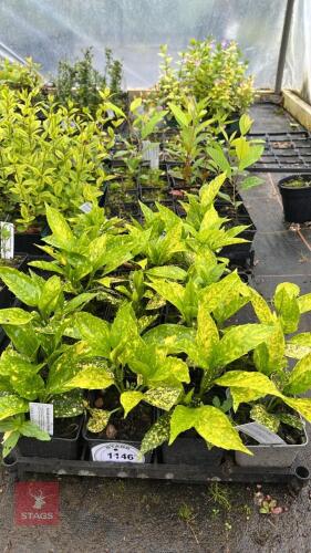 17 AUCUBA JAPONICA GOLDEN GIRL