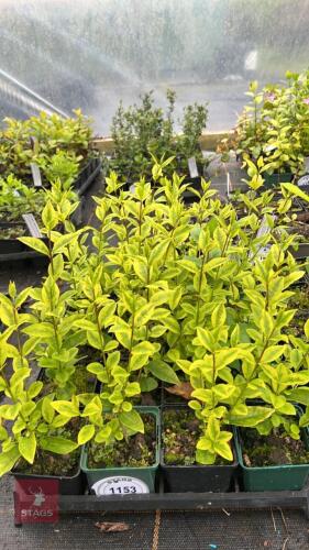 20 LIGUSTRUM OVALIFOLIUM 'AUREUM'