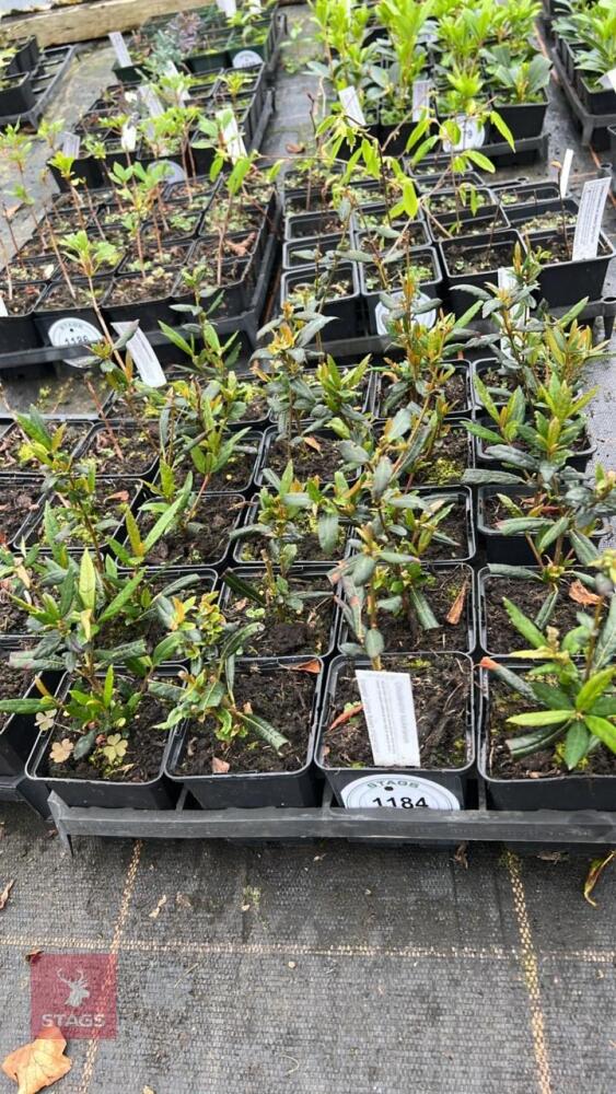 20 CRINODENDRON HOOKERIANUM