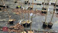 2 APPLE TREES 'KIDDS ORANGE RED'