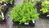 20 SPIRAEA NIPPONICA 'SNOWMOUND'