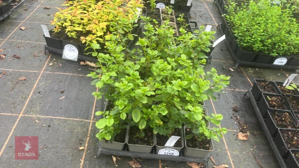 19 AZARA DENTATA