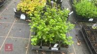 19 AZARA DENTATA
