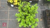 19 AZARA DENTATA - 5