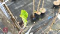 3 APPLE TREES 'EGREMONT RUSSET' - 4