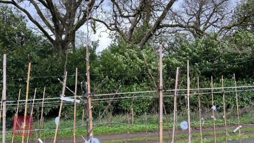 2 APPLE TREES 'COX SELF FERTILE'