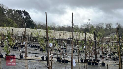 2 APPLE TREES 'CHARLES ROSS'