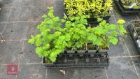 12 VIBURNUM OPULUS STERILE - 3