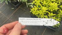 20 CARYOPTERIS X CLANDONENSIS - 6