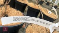 6 STEWORTIA PSEUDOCAMELLIA - 6