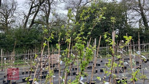 5 PRUNUS PADAS