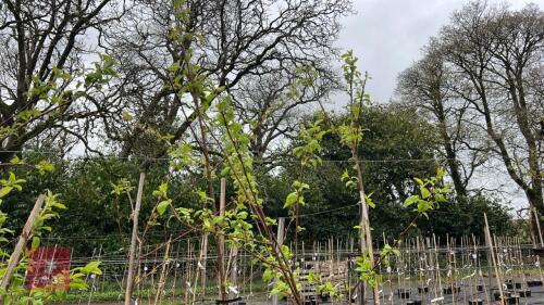 3 PRUNUS PADAS