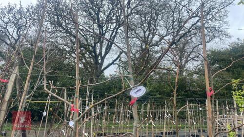3 LIQUIDAMBAR STYRACIFLUA 'SILVER KING'