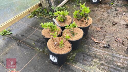 5 AZALEA EVERGREEN 'GEISHA ORANGE'