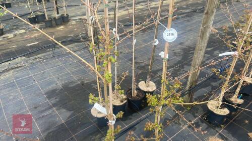 2 ACER CAMPESTRE 'RUBY GLOW'