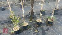 4 ACER CAMPESTRE 'PENDULA' - 2