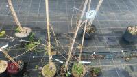 3 ACER CAMPESTRE 'PENDULA'