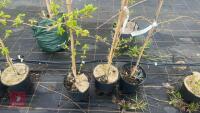 3 ACER CAMPESTRE 'PENDULA' - 2