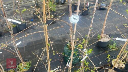 3 ACER CAMPESTRE 'PENDULA'