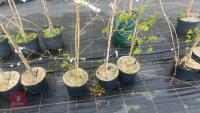 3 ACER CAMPESTRE 'PENDULA' - 2