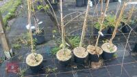 5 ACER CAMPESTRE 'PENDULA' - 2