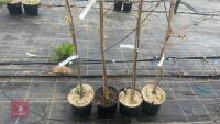 4 ACER PLATANOIDES 'PRINCETON GOLD' - 2