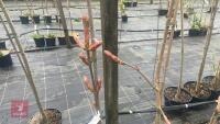 3 AESCULUS X NEGLECTA 'ERYTHROBALSTOS' - 3