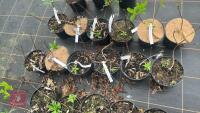 6 HYDRANGEA PANICULATA 'GREAT STAR'