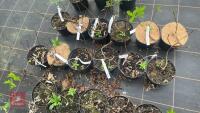 6 HYDRANGEA PANICULATA 'GREAT STAR' - 2