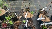 6 HYDRANGEA PANICULATA 'GREAT STAR' - 5