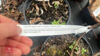 6 HYDRANGEA PANICULATA 'GREAT STAR' - 8