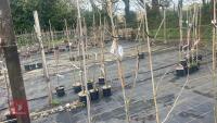 3 TILIA HENRYANA