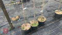 3 TILIA HENRYANA - 2